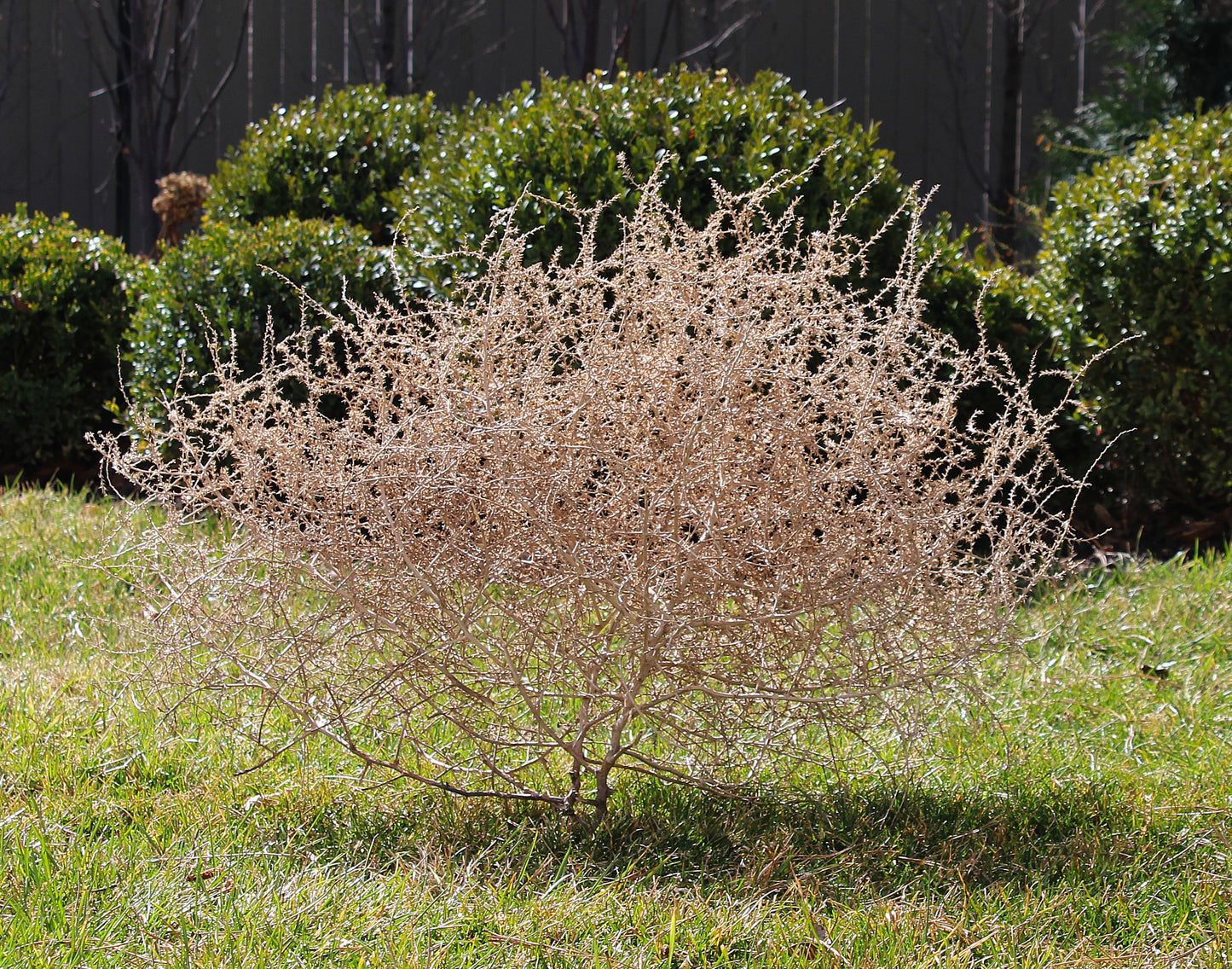 Wind Witches - Large
